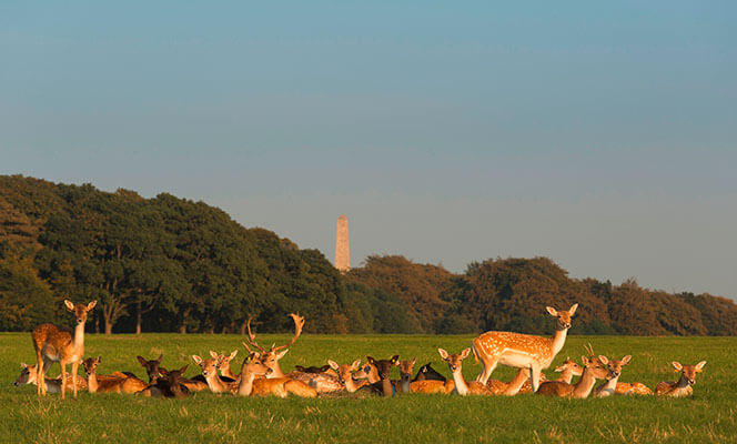 Phoenix Park Dublin