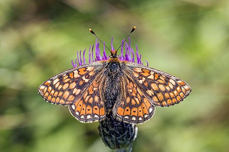 Marsh fritillary (Euphydryas aurinia) male