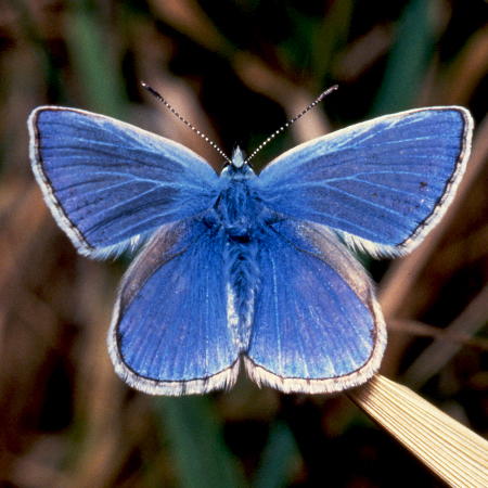 Bull Island & the Dublin Bay Biosphere. Image: Butterfly.