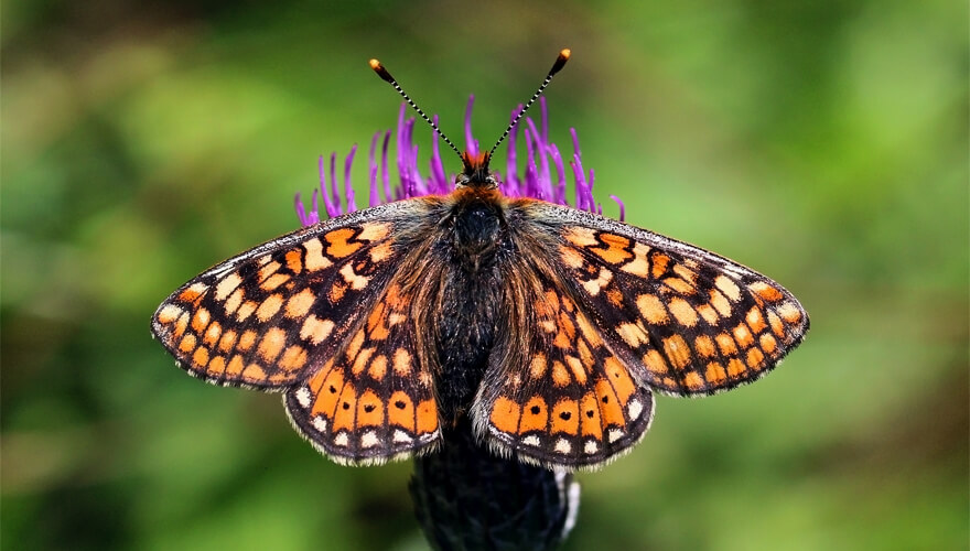 Bull Island & the Dublin Bay Biosphere - The Marsh Fritillary (Image credit: Creative Commons Wikimedia)