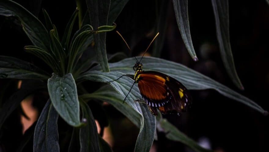 black and orange butterfly sits on leaf in the malahide castle butterfly house