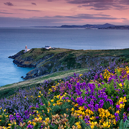 pink sky, blue sea and wild flowers along ireland's eye