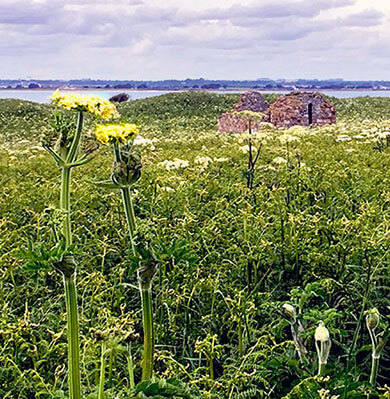 a tall, yellow wildflower stands out among greenery