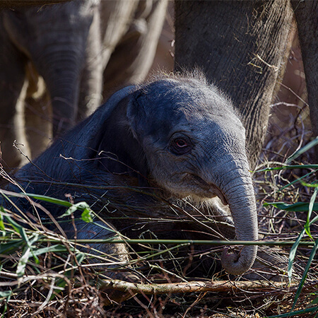 Elephant calf